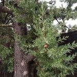 Cupressus sempervirens Leht