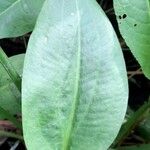 Alisma plantago-aquatica Blad