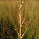 Sporobolus fertilis Fruit