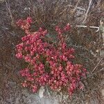 Mesembryanthemum nodiflorumFoglia