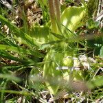 Pinguicula grandiflora Likasa