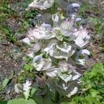 Salvia sclarea Kwiat