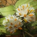Calyptrochilum emarginatum Λουλούδι