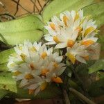 Calyptrochilum emarginatum Flower