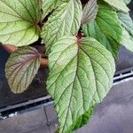 Begonia abdullahpieei Leaf