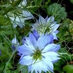 Nigella damascena Квітка