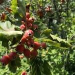 Crataegus coccinea Ffrwyth