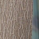 Castanospermum australe Coajă