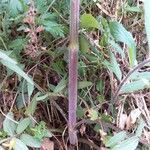 Valeriana tuberosa Casca