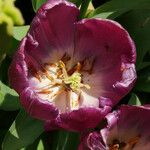 Tulipa lortetii Blüte