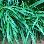 Agapanthus spp. Habit