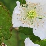 Rubus argutus പുഷ്പം