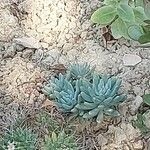 Sedum pachyphyllum পাতা