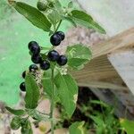 Solanum americanum Φρούτο