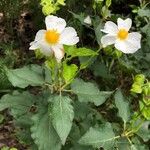 Cistus populifoliusLeaf