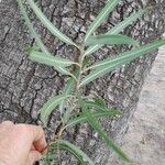 Sapium haematospermum Bark