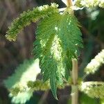 Urtica membranacea Листок