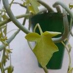 Senecio articulatus 葉