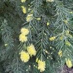 Acacia verticillata Flor