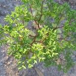 Euphorbia peplus 其他