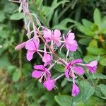 Epilobium angustifoliumFloare