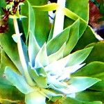 Dudleya pulverulenta Leaf