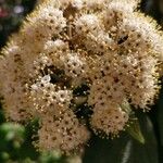 Viburnum rhytidophyllumЦвят