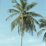 Cocos nucifera 形态