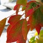Acer cissifolium Folha