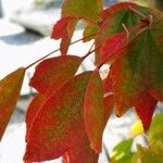 Acer cissifolium Blad