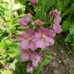 Verbascum phoeniceumFlors