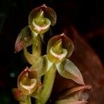 Goodyera viridiflora 花