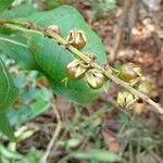 Byrsonima coccolobifolia Fruto