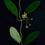 Blepharodon bicuspidatum Flor