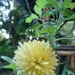 Chrysanthemum × morifoliumBlomma