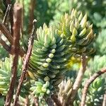 Petrosedum × luteolum Leht