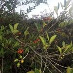 Eugenia punicifolia 果実