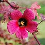 Hibiscus acetosella Blomma