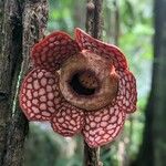 Rafflesia arnoldi 花