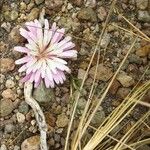 Crepis rubra Fleur