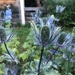 Eryngium alpinum Fruit