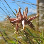 Aloe myriacantha Flower