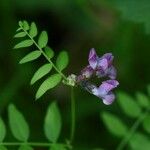 Vicia sepiumफूल