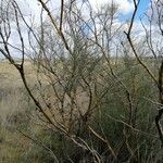 Parkinsonia aculeata Blatt