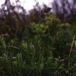 Poa chambersii Habit