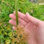 Cyperus giganteus Frunză