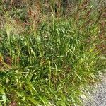 Sorghum halepense Libunga