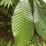 Saurauia montana Leaf