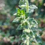 Teucrium marum 葉