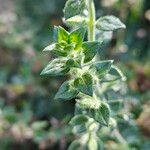 Teucrium marum Leaf